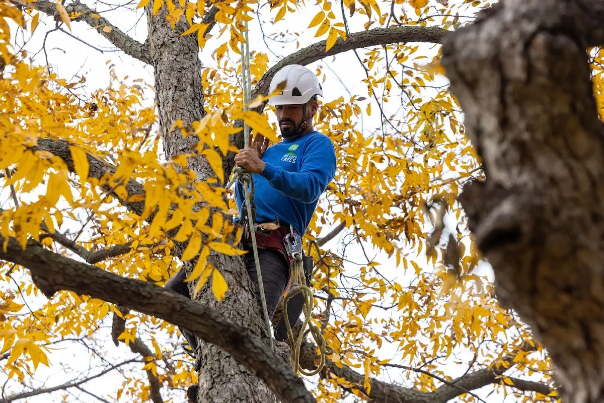 Skilled Tree Trimming crew working in Condon
