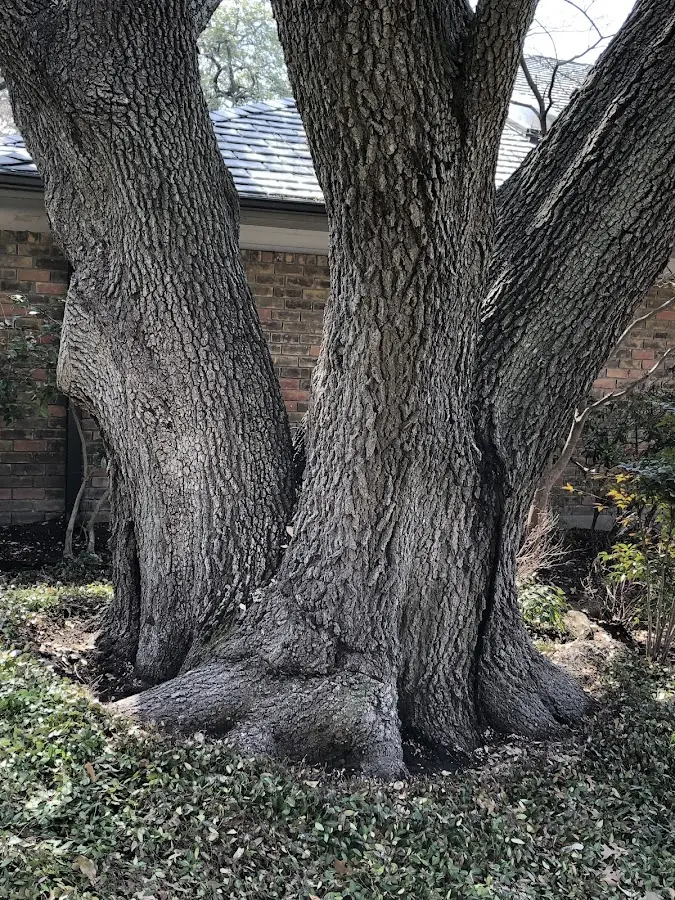 Mature heritage tree close to a Condon property cared for by certified arborists